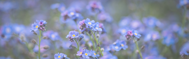 Kærminde blomster