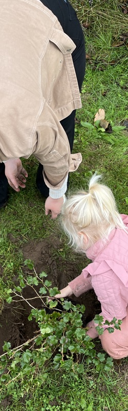 Barn og voksen planter en frugtbusk
