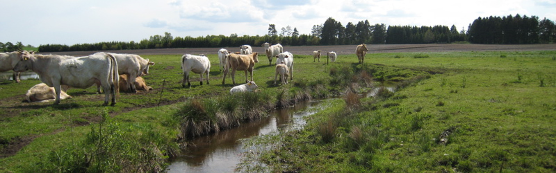 Kvæg ved vandløb